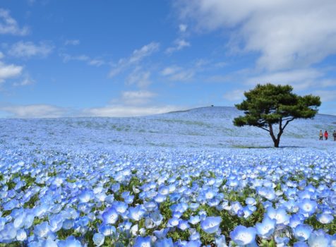 ひたち海浜公園をキラーコンテンツとした茨城のインバウンド