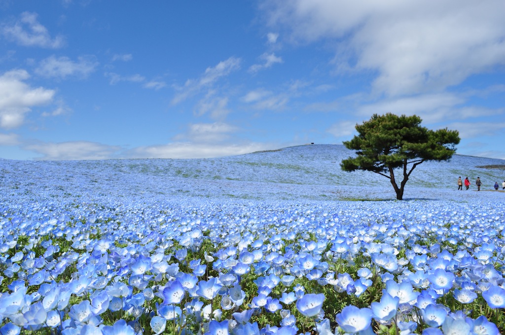 ひたち海浜公園をキラーコンテンツとした茨城のインバウンド