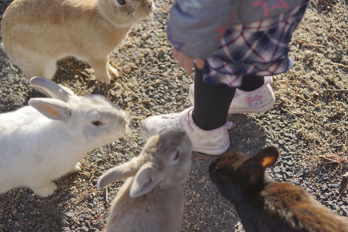 船から降りるとうさぎが集まって餌をねだる